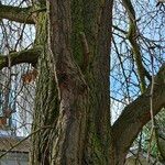 Prunus spinosa Corteza