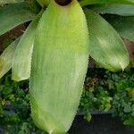 Neoregelia carolinae Листок