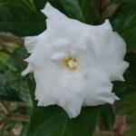 Tabernaemontana divaricata Fleur