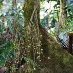 Ficus sur Fruto
