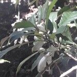 Oxera microcalyx Blodyn