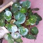 Begonia erythrophylla Συνήθη χαρακτηριστικά