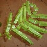 Pseudopiptadenia psilostachya Yaprak