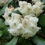 Rhododendron arizelum Flower