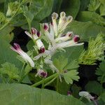 Fumaria occidentalis Flor