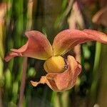 Sarracenia minor Arall