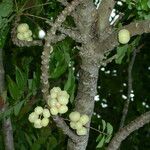 Phyllanthus acidus ഫലം