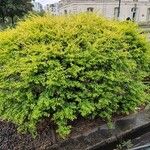 Berberis thunbergiiLeaf