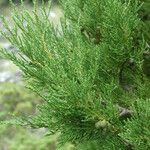 Juniperus excelsa 叶