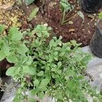 Origanum majorana पत्ता