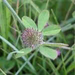 Trifolium lappaceum Övriga