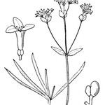 Asperula tinctoria Other