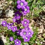 Legousia speculum-veneris Blüte