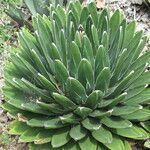 Agave victoriae-reginae Агульны выгляд