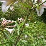 Lilium regale Leaf