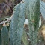 Elaeagnus angustifolia برگ