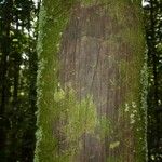 Oenocarpus bataua Bark