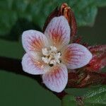Melochia nodiflora Flor