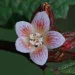 Melochia nodiflora Flower