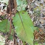 Verbascum nigrumBlatt