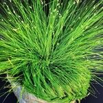 Isolepis cernua Yaprak