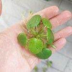 Hydrocharis laevigata Blatt