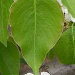 Pyrus bretschneideri Leaf
