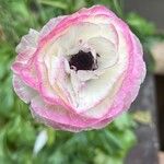 Ranunculus asiaticusFlower