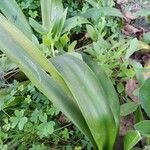 Colchicum corsicum Leaf