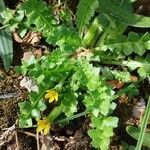 Hyoseris scabra Blatt