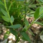 Genista germanica Leaf