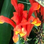 Scutellaria costaricana Квітка