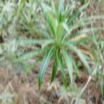 Carlina salicifolia Лист