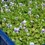 Viola hederacea Květ