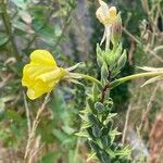 Oenothera biennis 葉