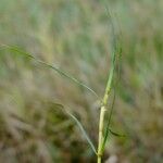 Zannichellia palustris Bark