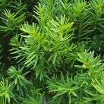 Taxus cuspidata Blad