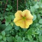 Petunia × atkinsiana Flower