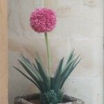 Allium giganteum പുഷ്പം