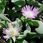 Gibbaeum velutinum Συνήθη χαρακτηριστικά