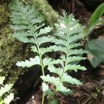 Asplenium lividum Liść