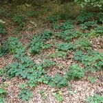 Rubus scaber Habitatea