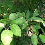 Amelanchier canadensis Fruit