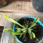 Dionaea muscipula পাতা