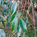 Strychnos spinosa Blatt