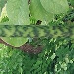 Alocasia zebrina Bark