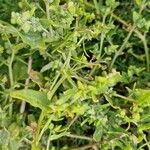 Atriplex prostrata Fruit