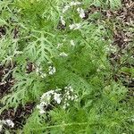 Coriandrum sativum Характер