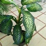 Dieffenbachia seguineഇല