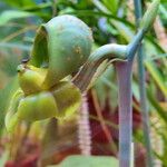 Catasetum sanguineum 花